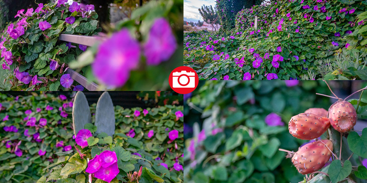 Sonbahar, kahkaha çiçekleri ile renklendi