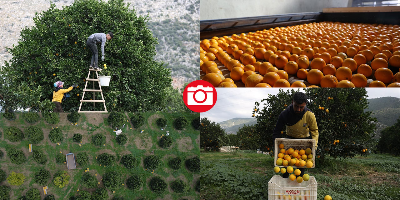Finike portakalında hasat zamanı