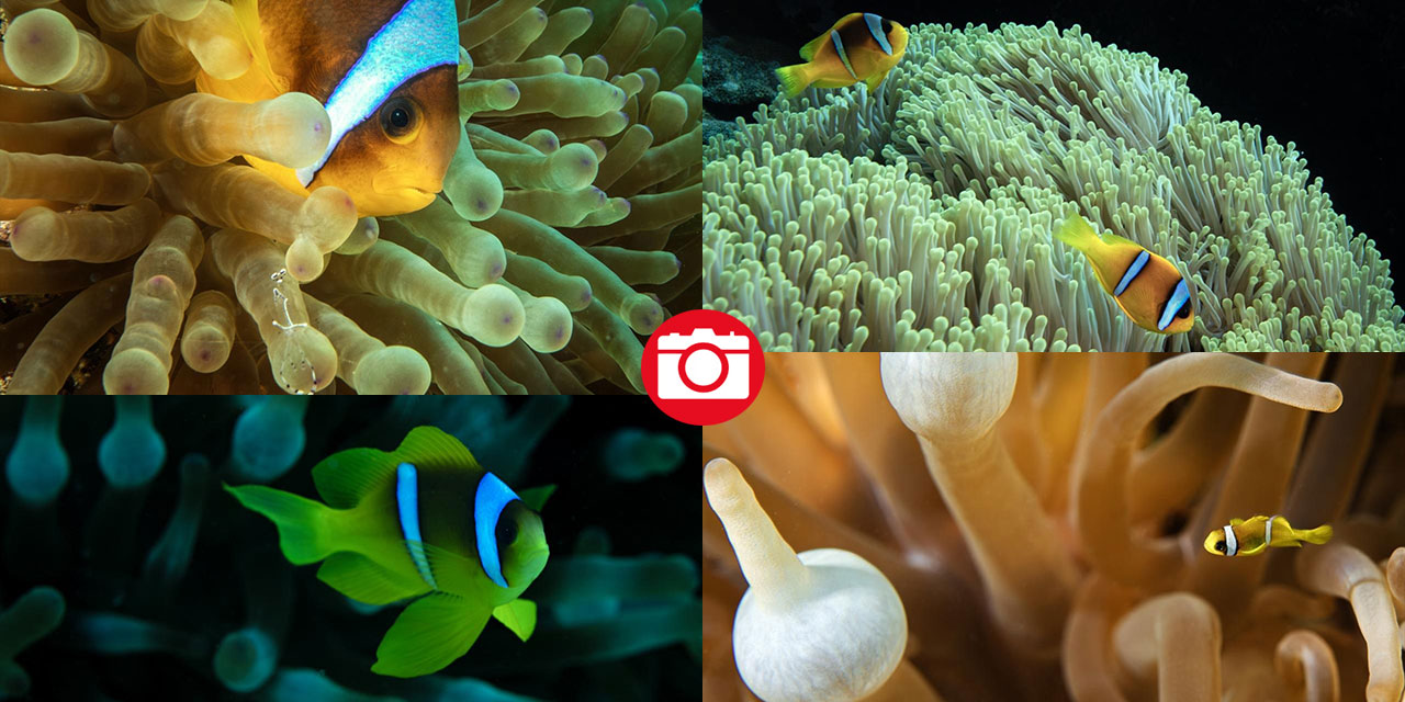 Su altının sevimli canlıları