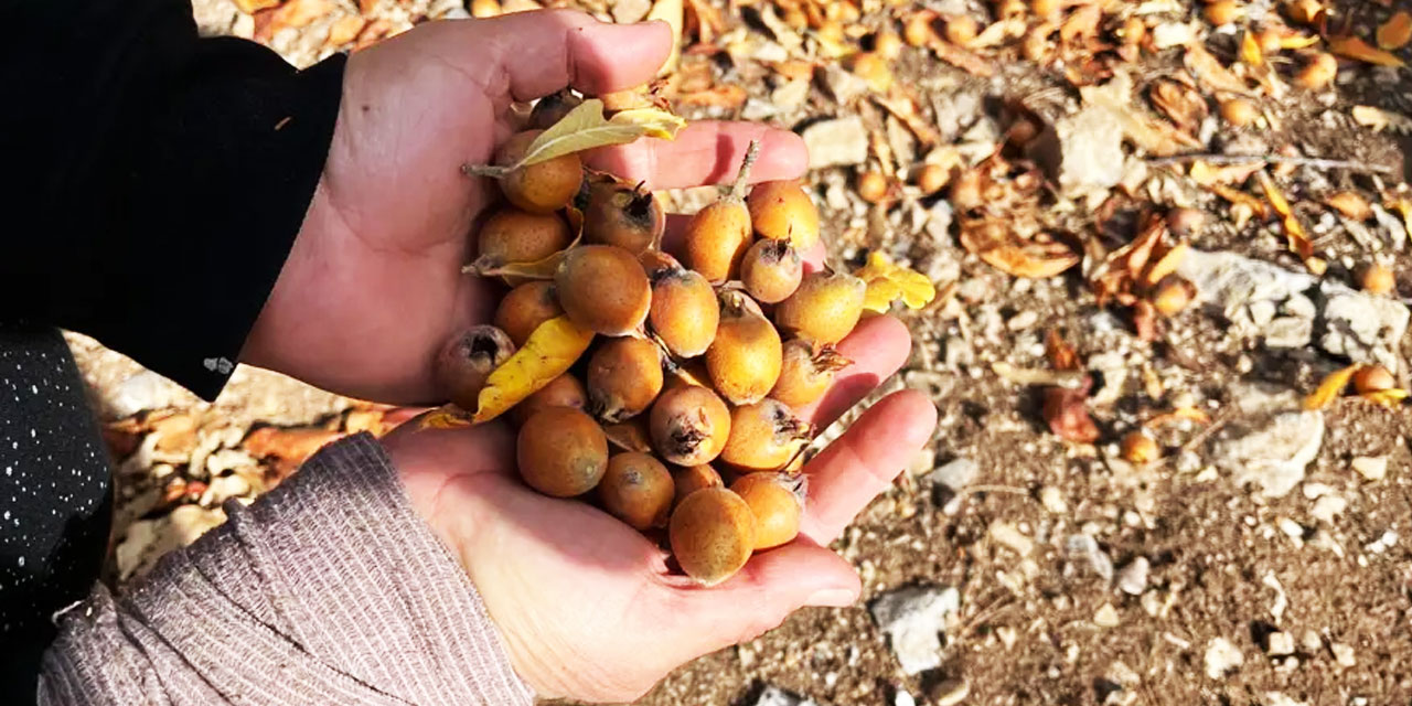 Gizemli hayırseverin Allah rızası için aşıladığı ağaçlar şifa kaynağı oldu