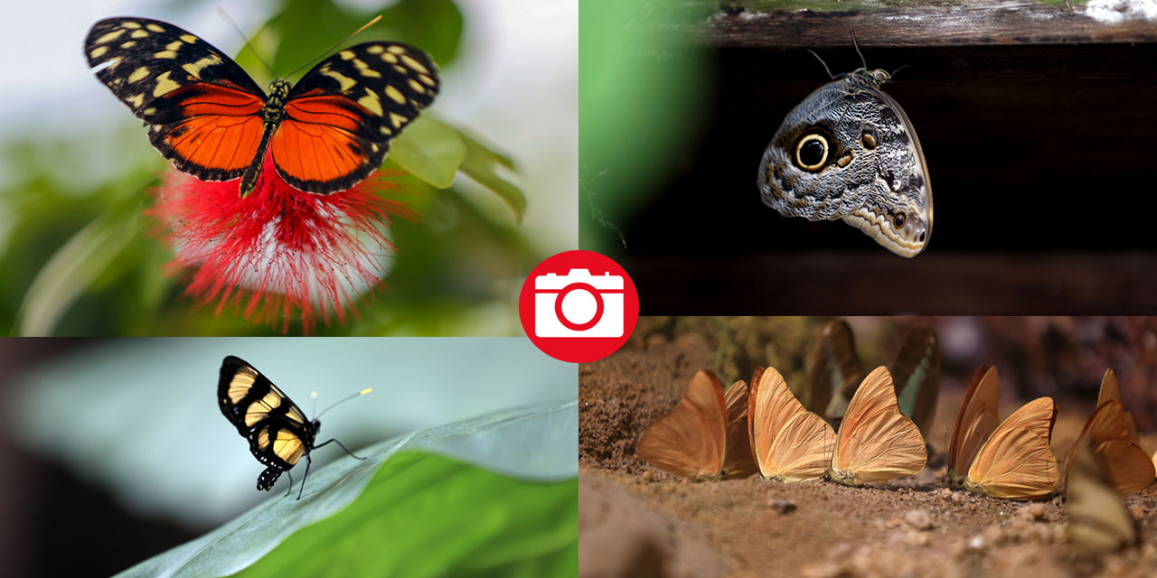 Şebiarus ziyaretçileri kelebekleri de tefekkür edebilecek