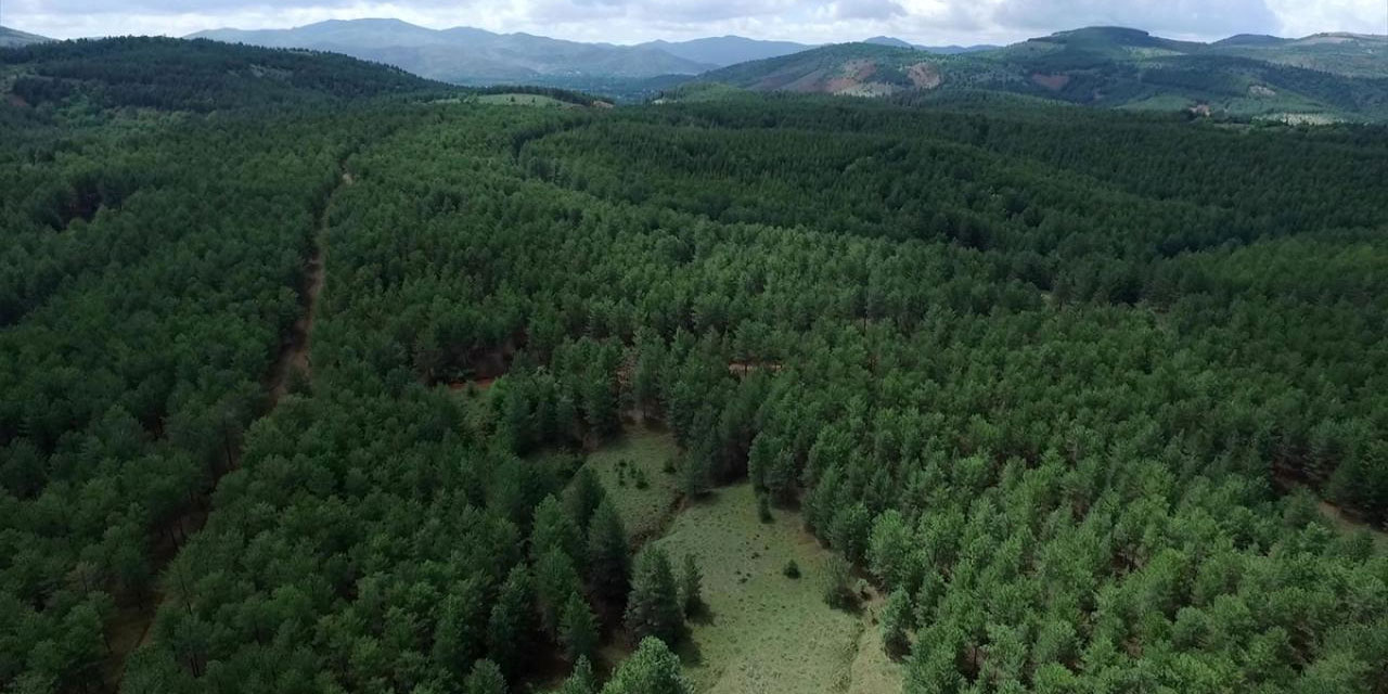 Türkiye, ormanlık alanını en fazla artıran ülkeler arasında