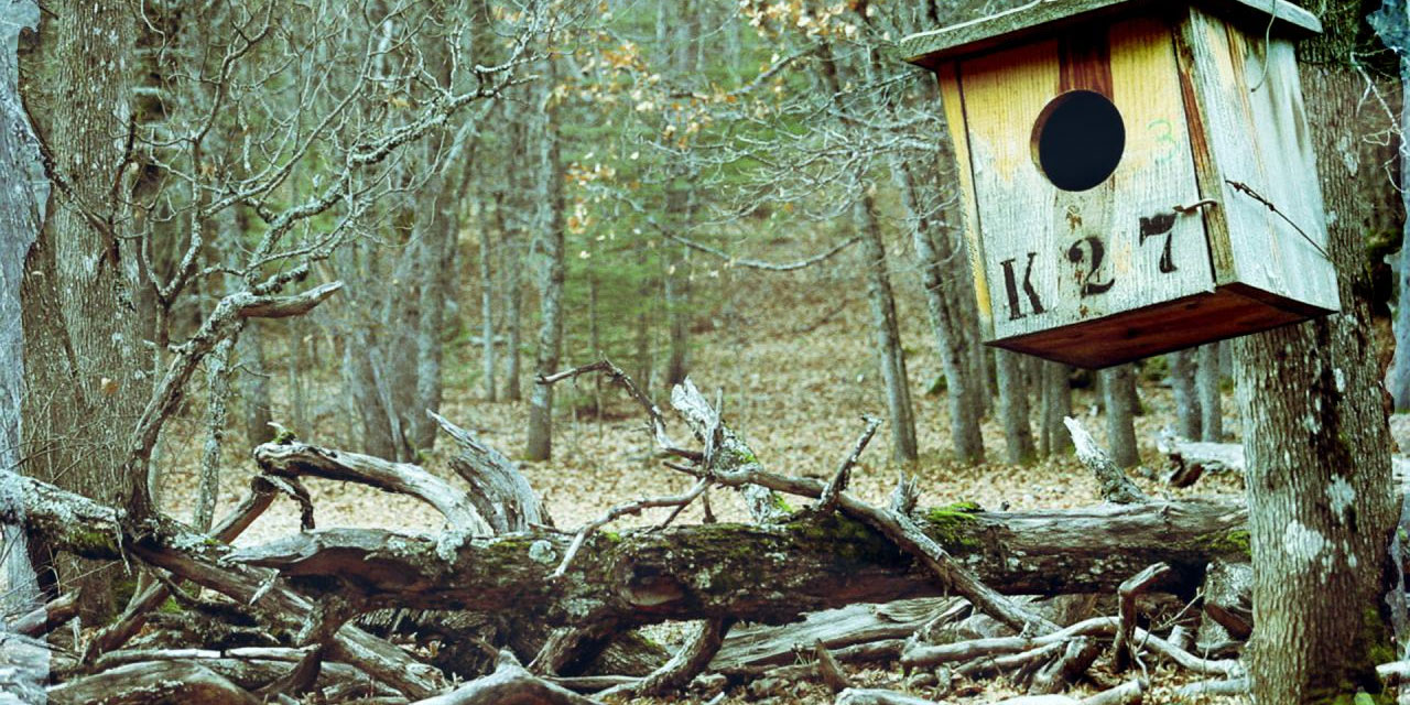 Isparta’nın yaratılış harikası Kasnak Meşesi Ormanı