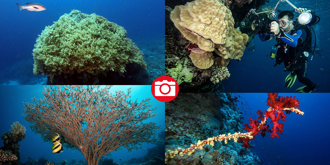 Su altında açan renkli bahçeler: Kızıldeniz Mercanları