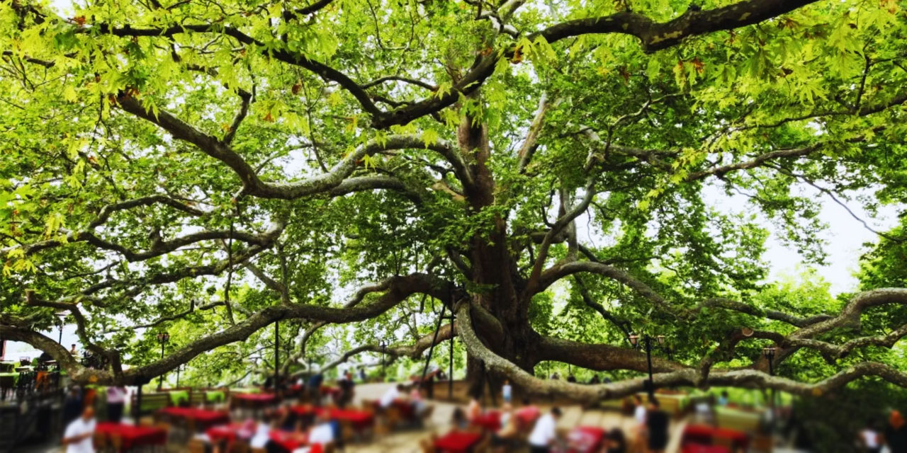 Türkiye'de 10 bin 503 anıt ağaç koruma altında