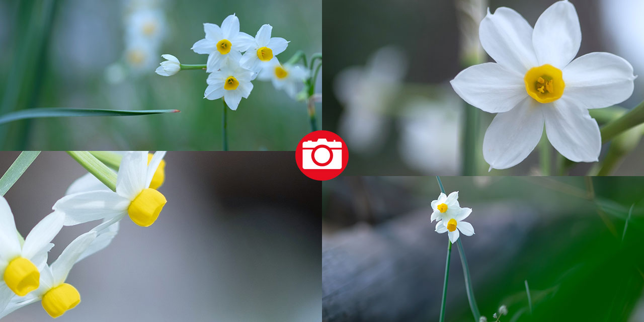 Beydağları nergis çiçekleriyle renklendi