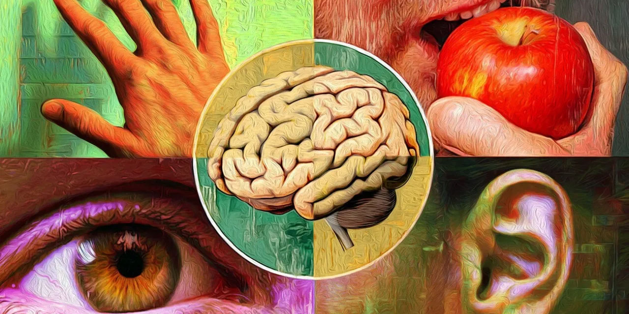 Oxford: İnsanın 5 değil 33 duyusu var