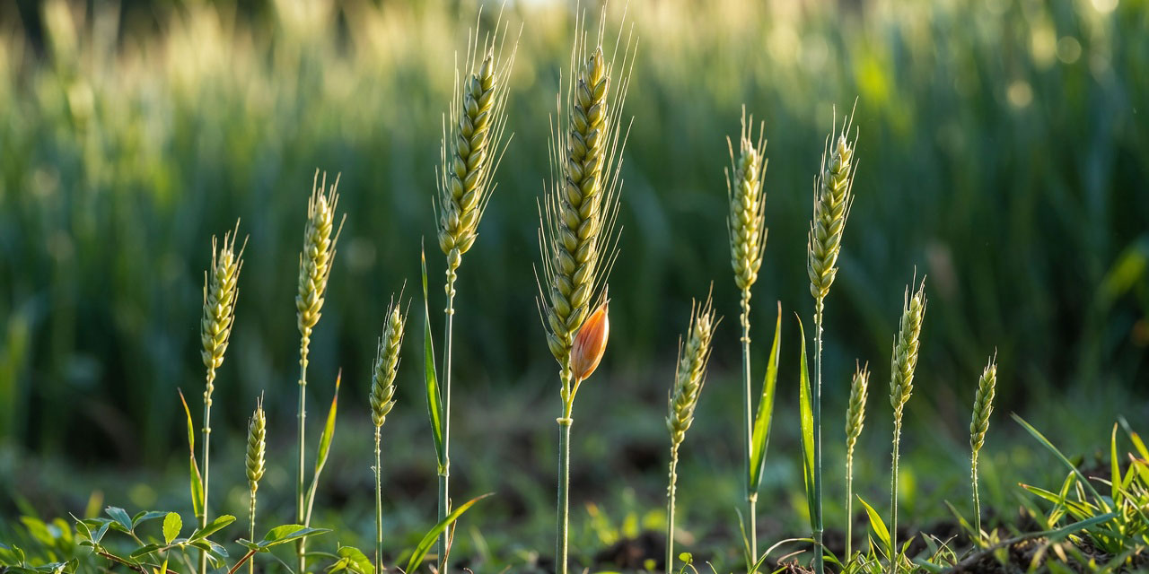 Bir şeyden her şey!