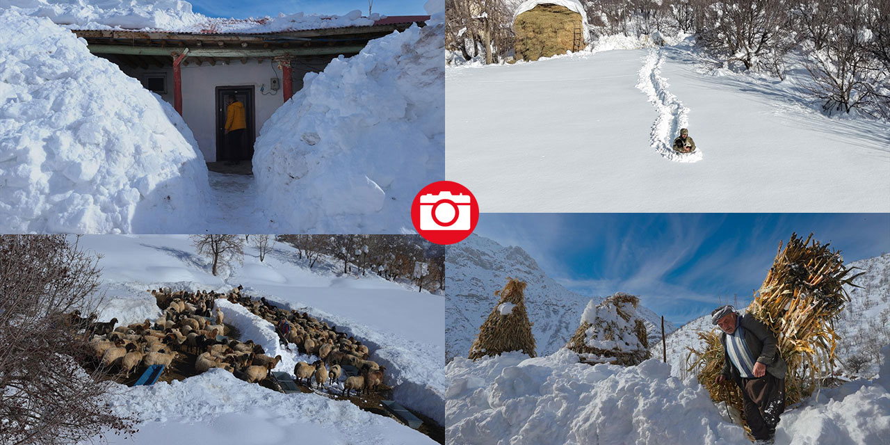Kar kalınlığının yer yer 2 metreyi aştığı Hakkari'de besiciler zorlu mesaide