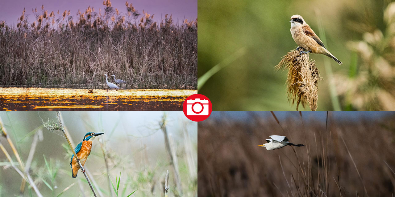 Uluabat Gölü'nün kanatlı misafirleri