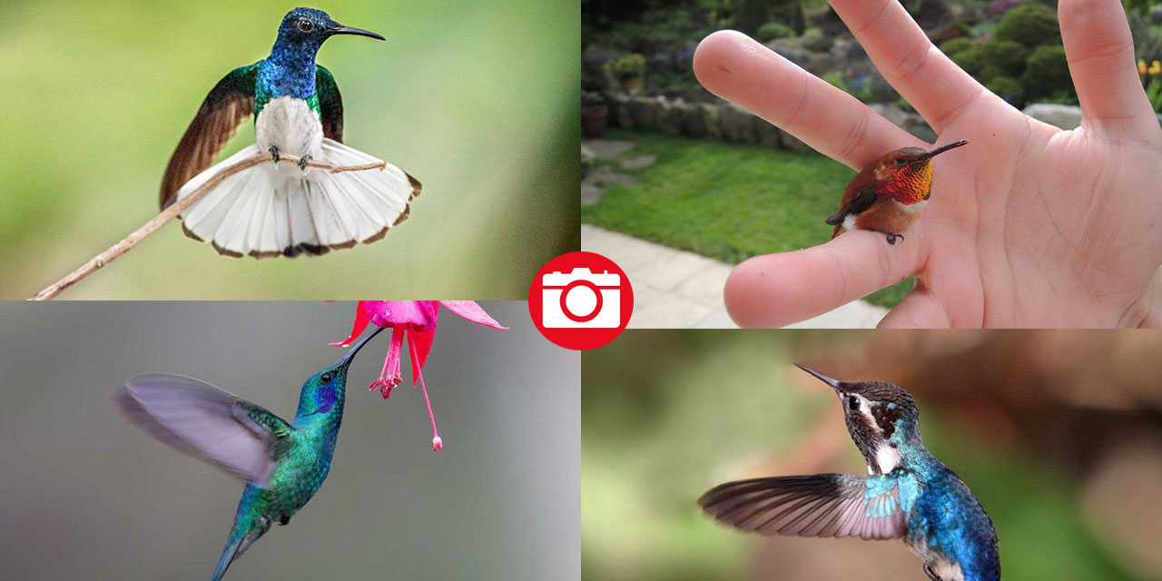 Sadece 2 gram: Yaratılış harikası arı kuşu