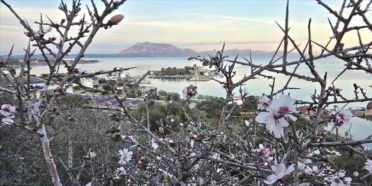 Datça'da badem ağaçları çiçeklendi