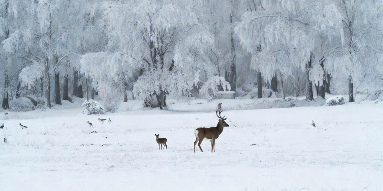 Beyaz rahmet kar yağışının çok bilinmeyen faydaları