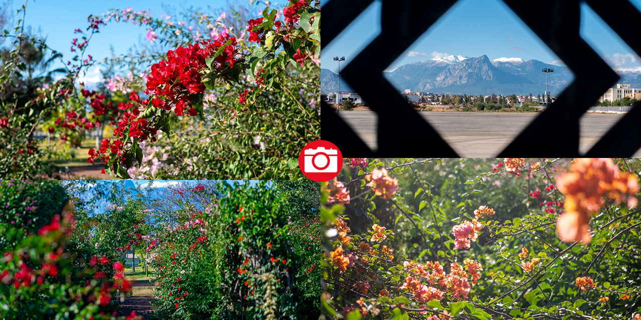 Antalya'nın kış ayı böyle: Begonvil Bahçesi renk katıyor