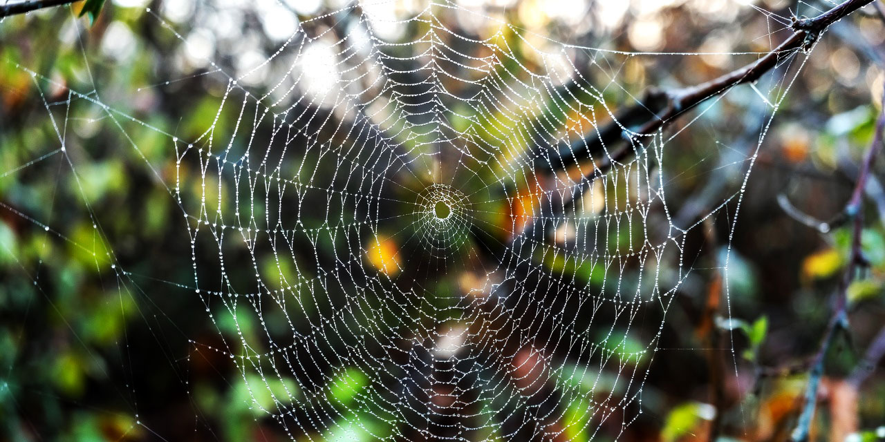 Örümcek Ağlarının Bitmeyen Sırları
