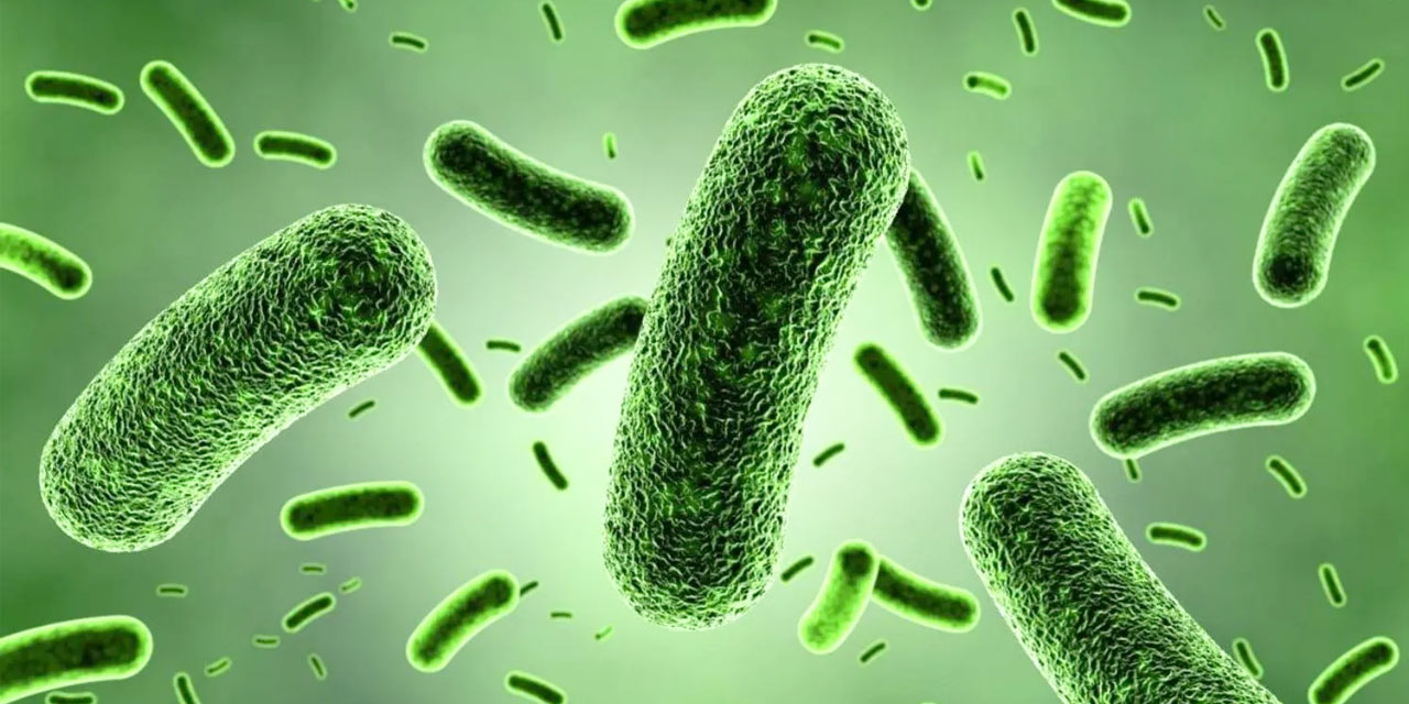 Bakteriler nasıl akıllı gibi davranıyorlar?