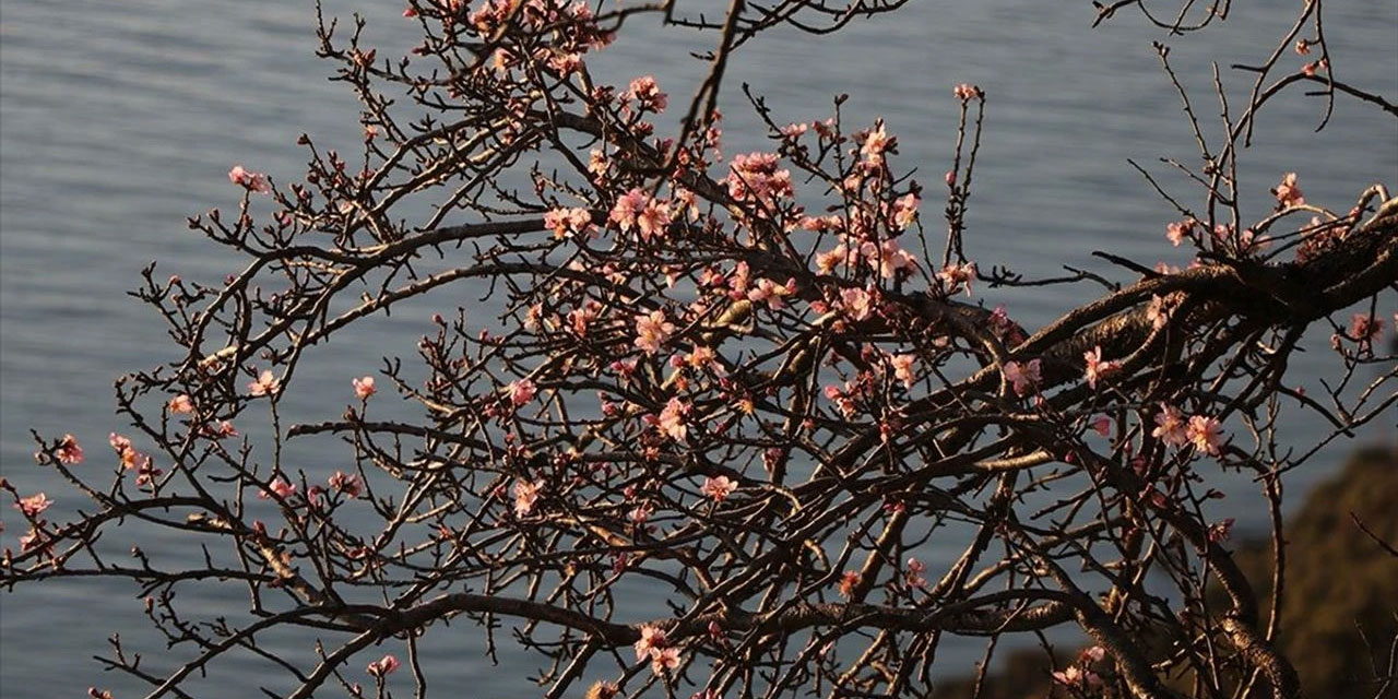 Tekirdağ'da badem ağaçları çiçeklendi