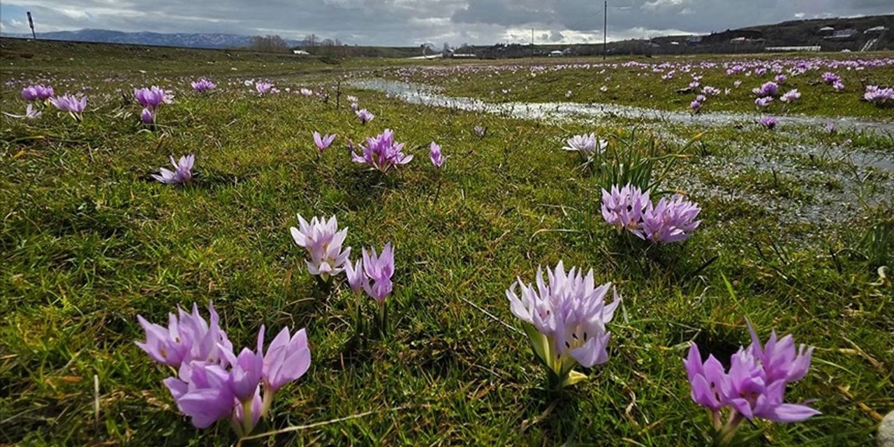 Bingöl'de baharın müjdecisi çiğdemler açtı