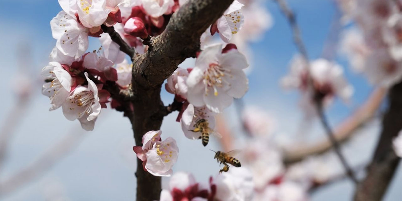 Mersin'de kayısı ağaçları çiçeklendi