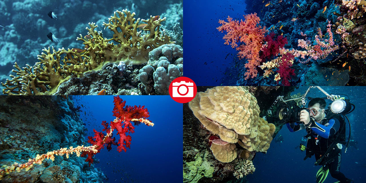 Su altında açan renkli bahçeler: Kızıldeniz Mercanları