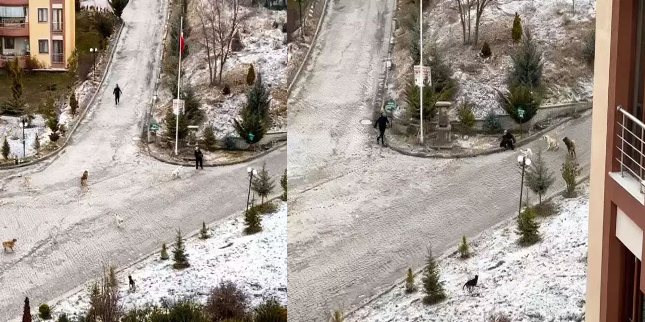 Bir mahalle köpeklere teslim: Sürü halinde saldırıyorlar