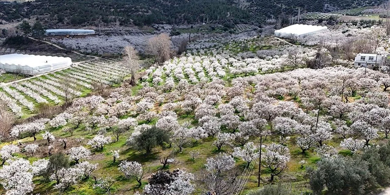 Mersin'de erik ağaçları çiçeklendi