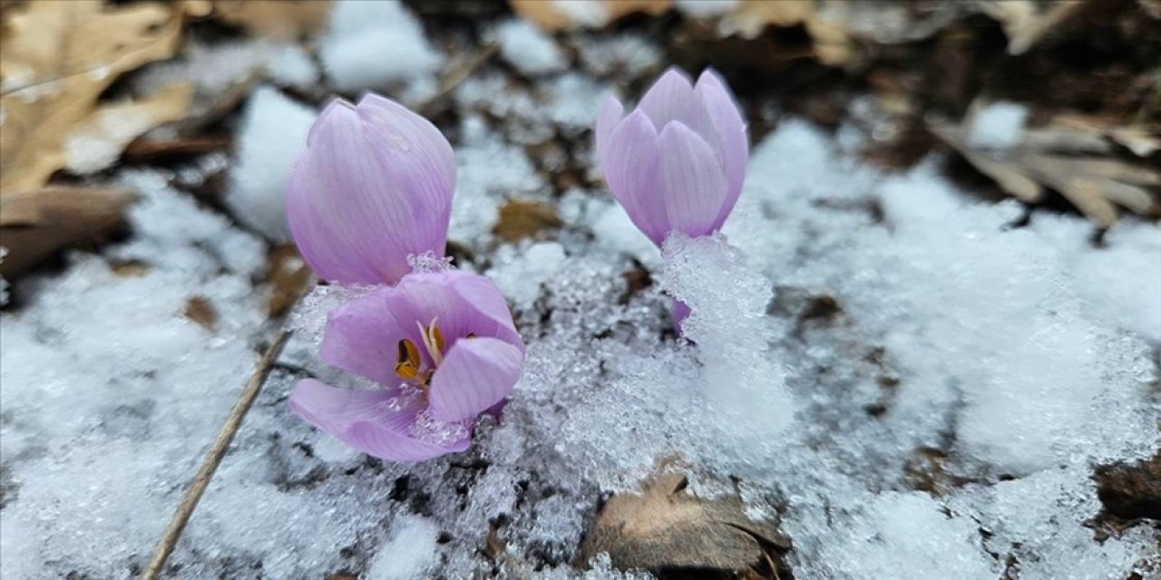 Çankırı'da baharın müjdecisi kar çiçekleri açıldı