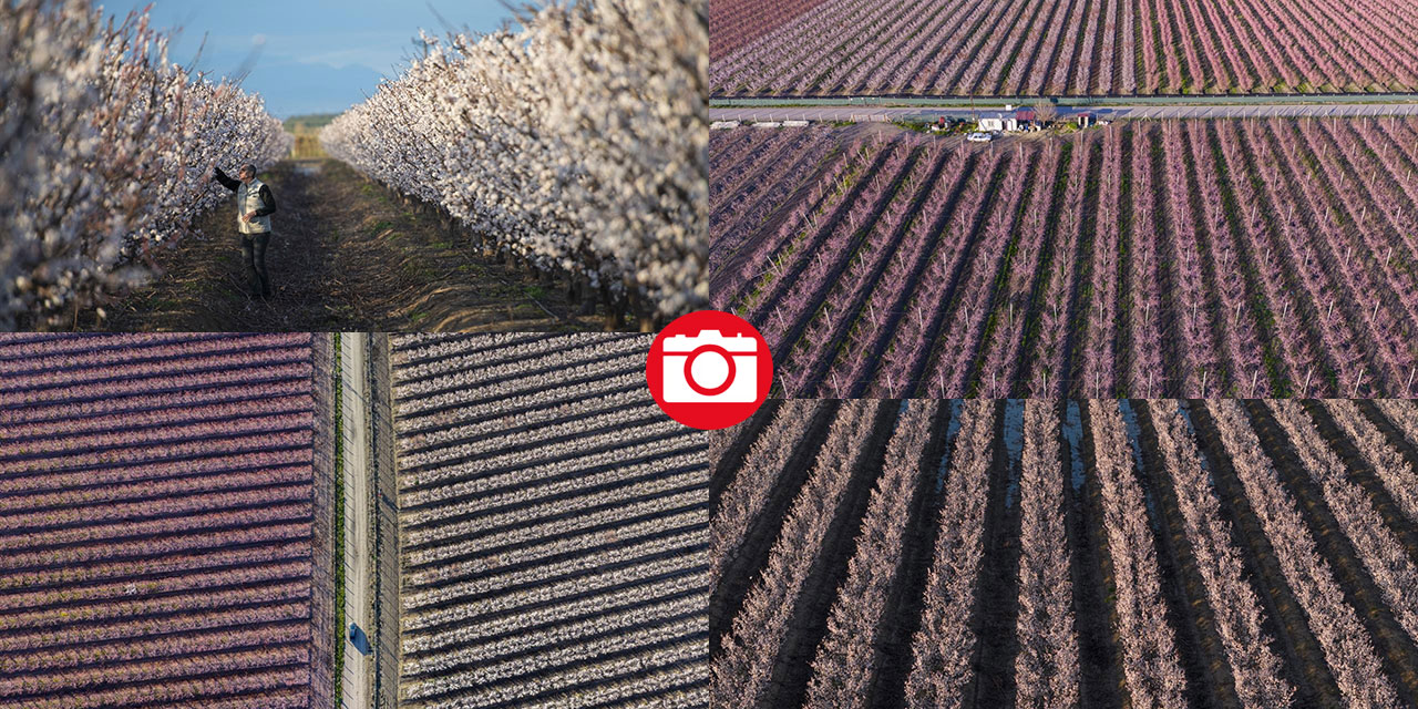 Hatay’da meyve ağaçları rengarenk yaratılıyor