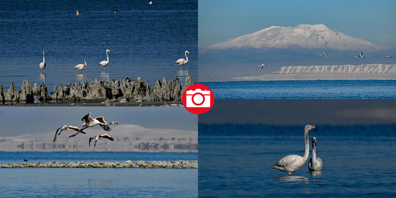 Van Gölü, beyaz dağlar ve flamingolar