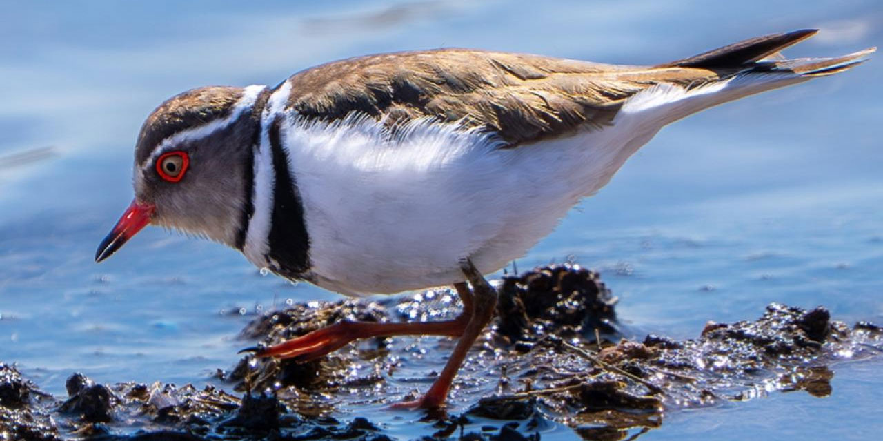 Sanat-ı İlahi 'takkeli cılıbıt' kuşu Gaziantep'te görüldü