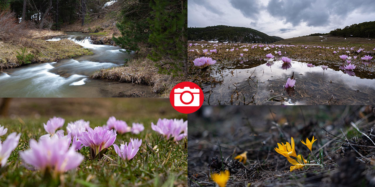 Havanın ısınmasıyla kır çiçekleri ile tabiat renklendi