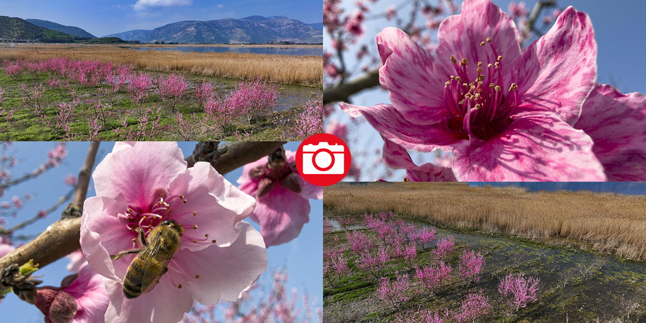 Pembe çiçek açan şeftali ağaçları ile bahçeler renklendi