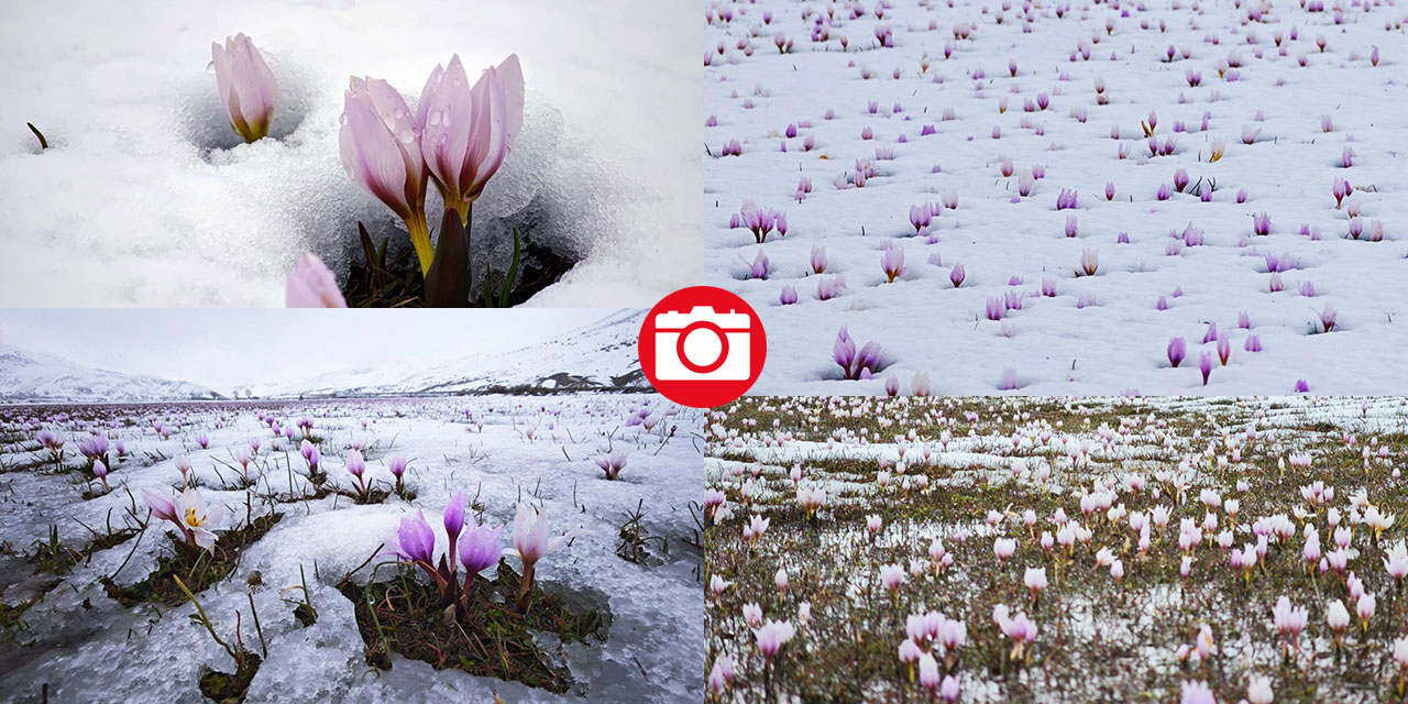Çiğdemler beyaz rahmet karla buluşursa