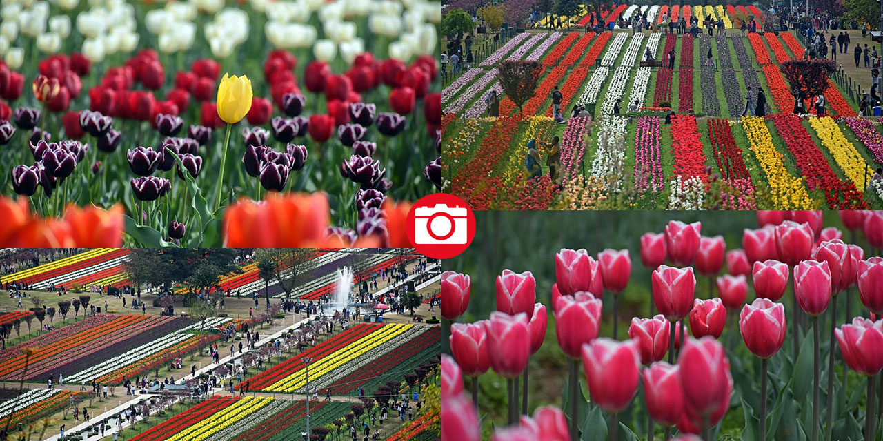 Asya'nın en büyük lale bahçesi Keşmir'de açıldı