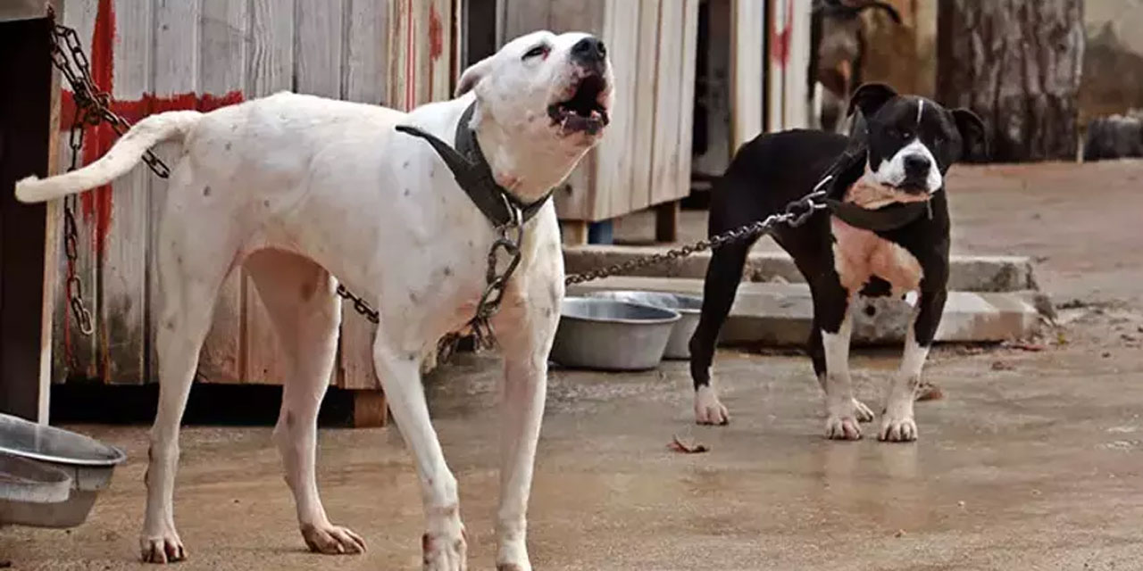 Yargıtay, zincirsiz köpeğin sahibine 2 milyon liralık tazminat cezasını onadı