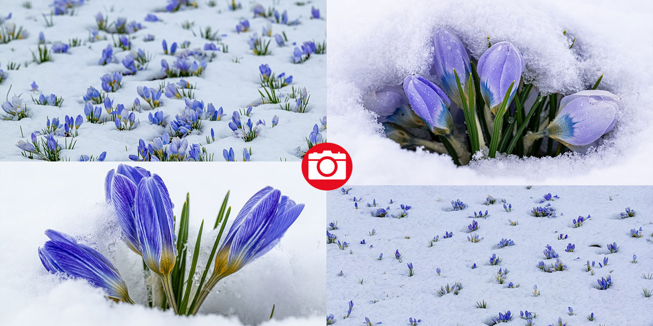 Baharın müjdecisi kar çiçekleri