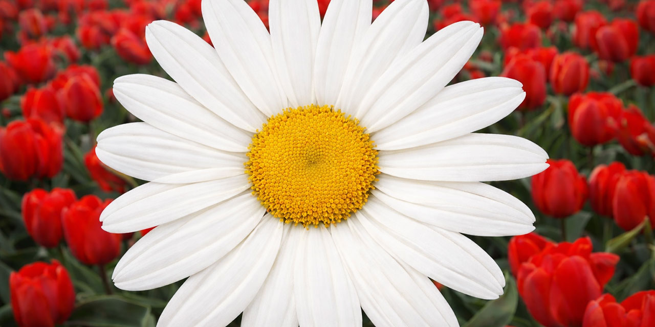 Besmele’nin Sırları