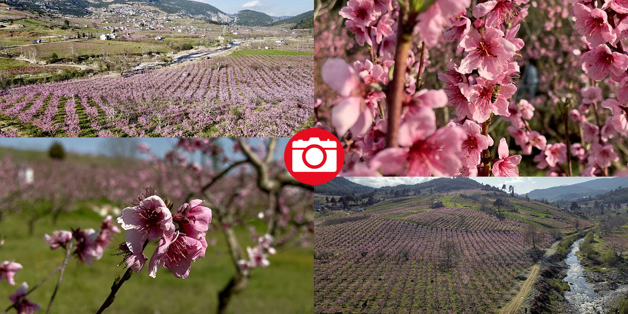Mersin’de şeftali bahçeleri pembeye büründü