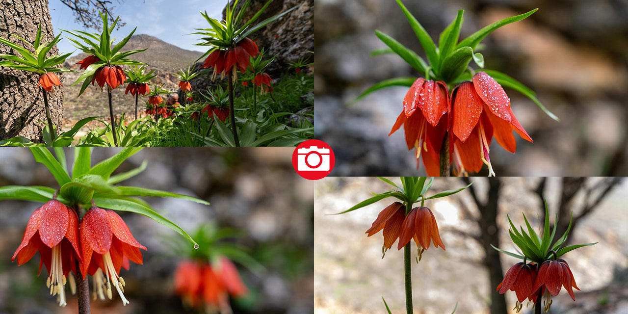 Mütevazi laleler ile tabiat renklendi