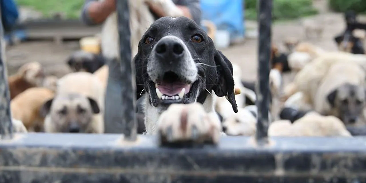 Başıboş köpeklerin yüzde 78'i toplandı