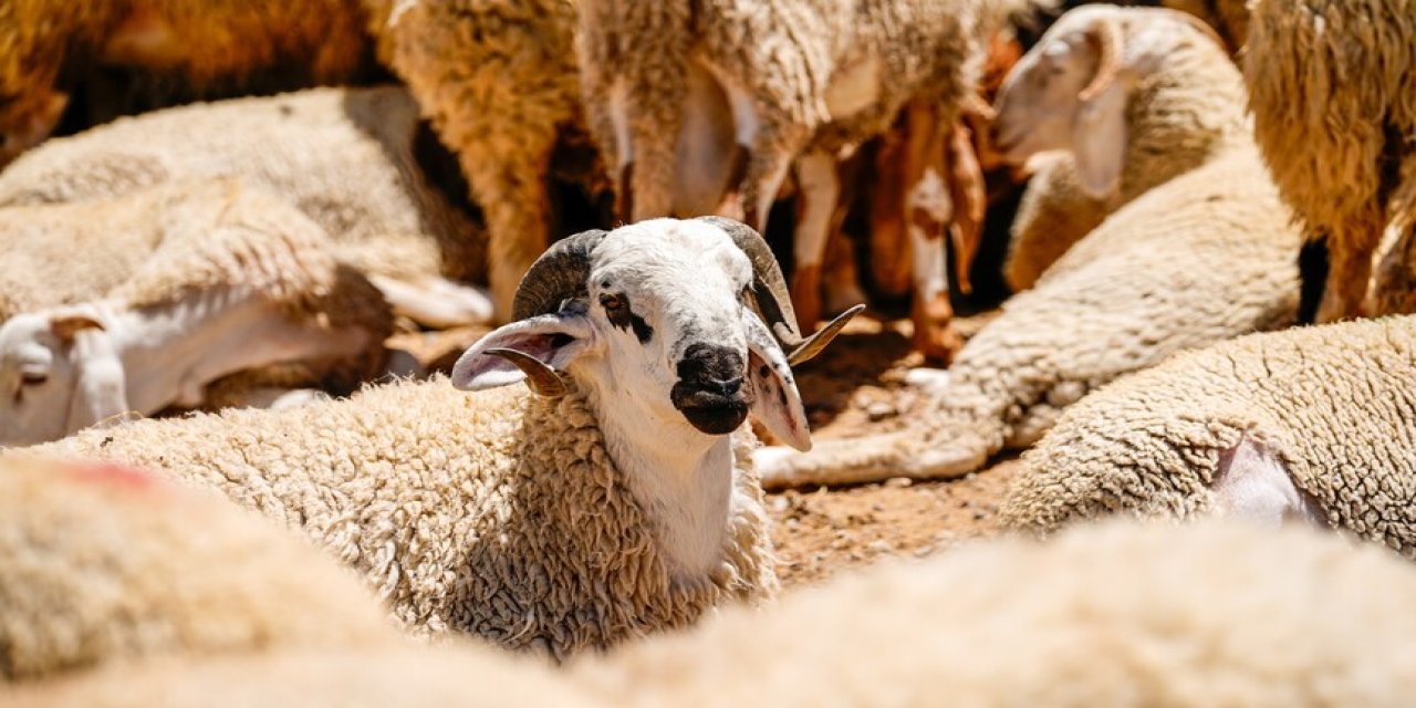 Kurban kesimine dair kurallar, uymayanlara cezalar belli oldu