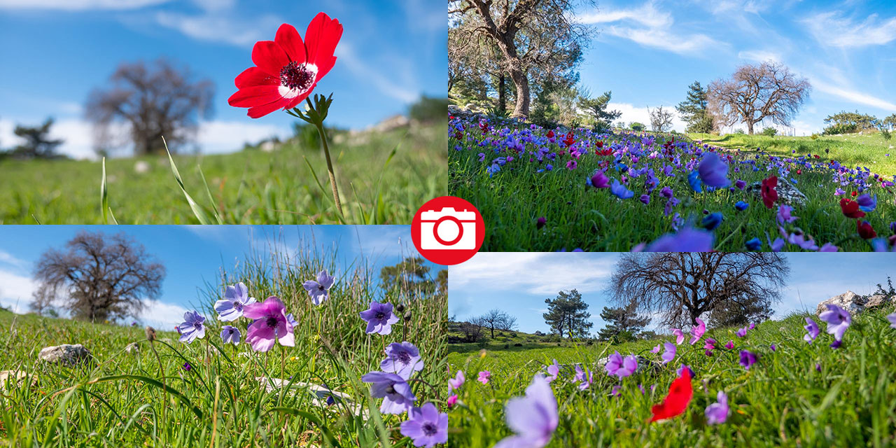 İlkbaharın en güzel yaşandığı mekanlardan biri: Yaylalık