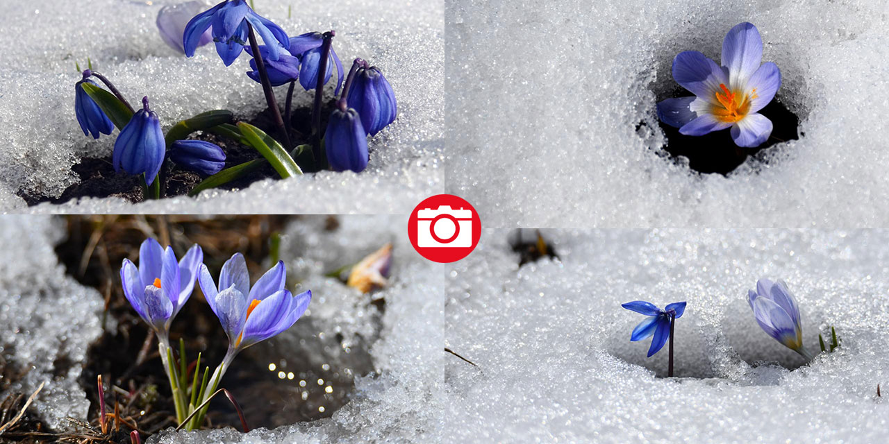 Karların arasından çıkan mucize