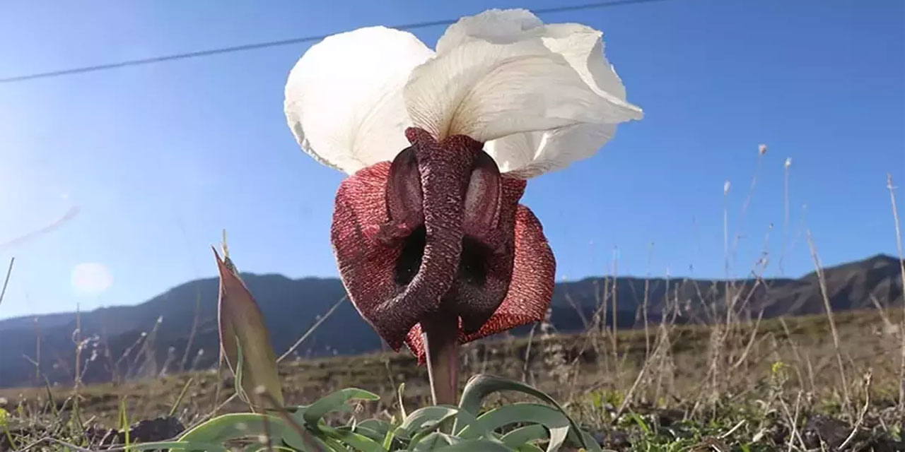 Nadide bir çiçek: Kurt kulağı çiçekleri