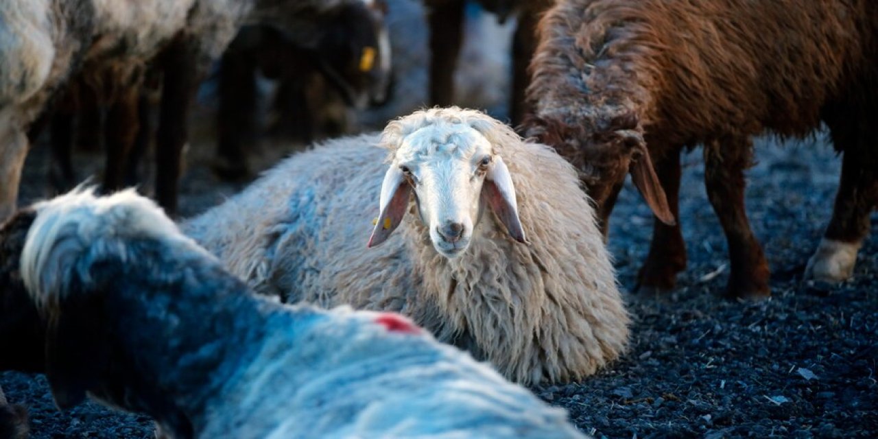 Kurban bağışında 'sahte dernek' sitesi ile dolandırılmayın!