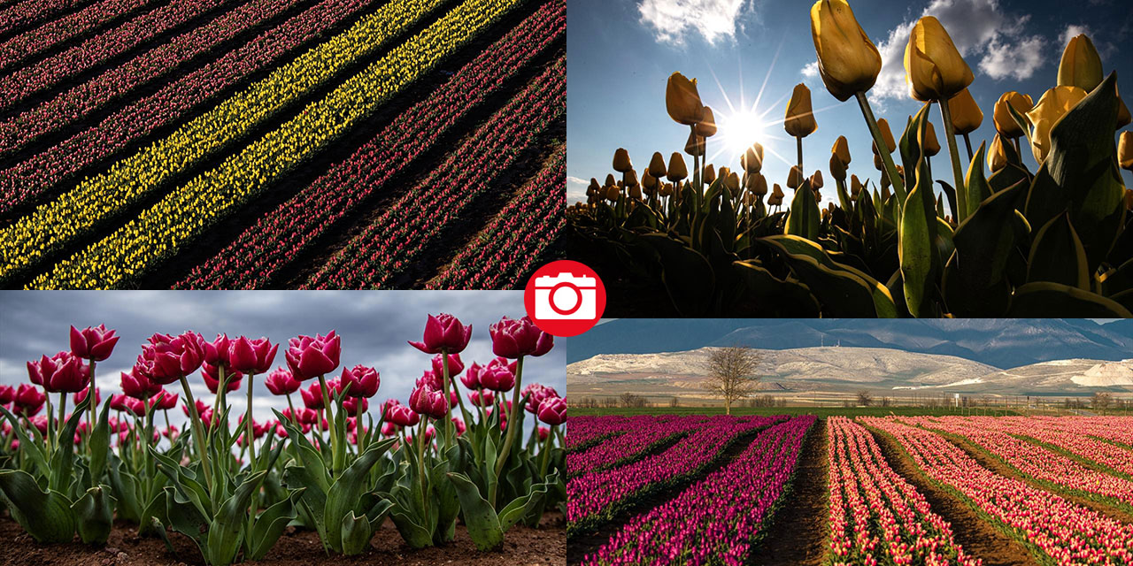 Karaman’da lale bahçeleri ziyarete açıldı