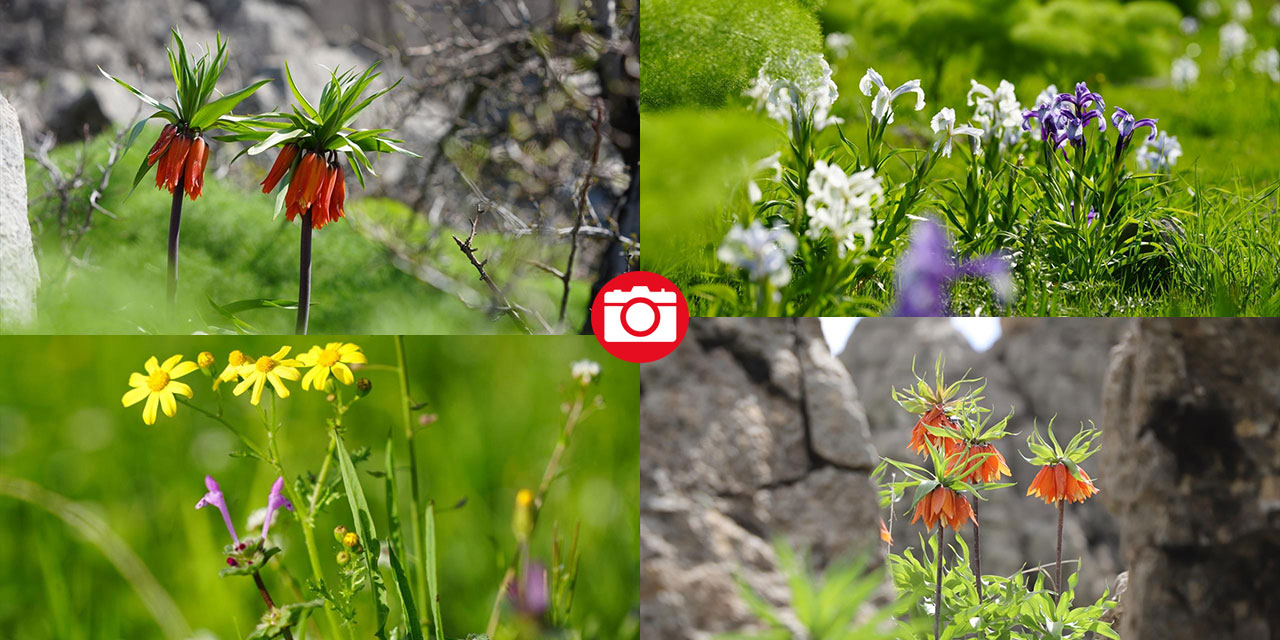 Derecik'te rengarenk ilkbahar