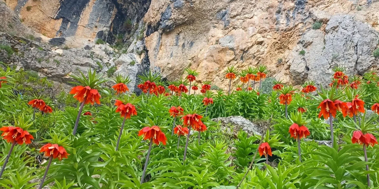 Bu çiçeği koparmanın cezası 700 bin TL