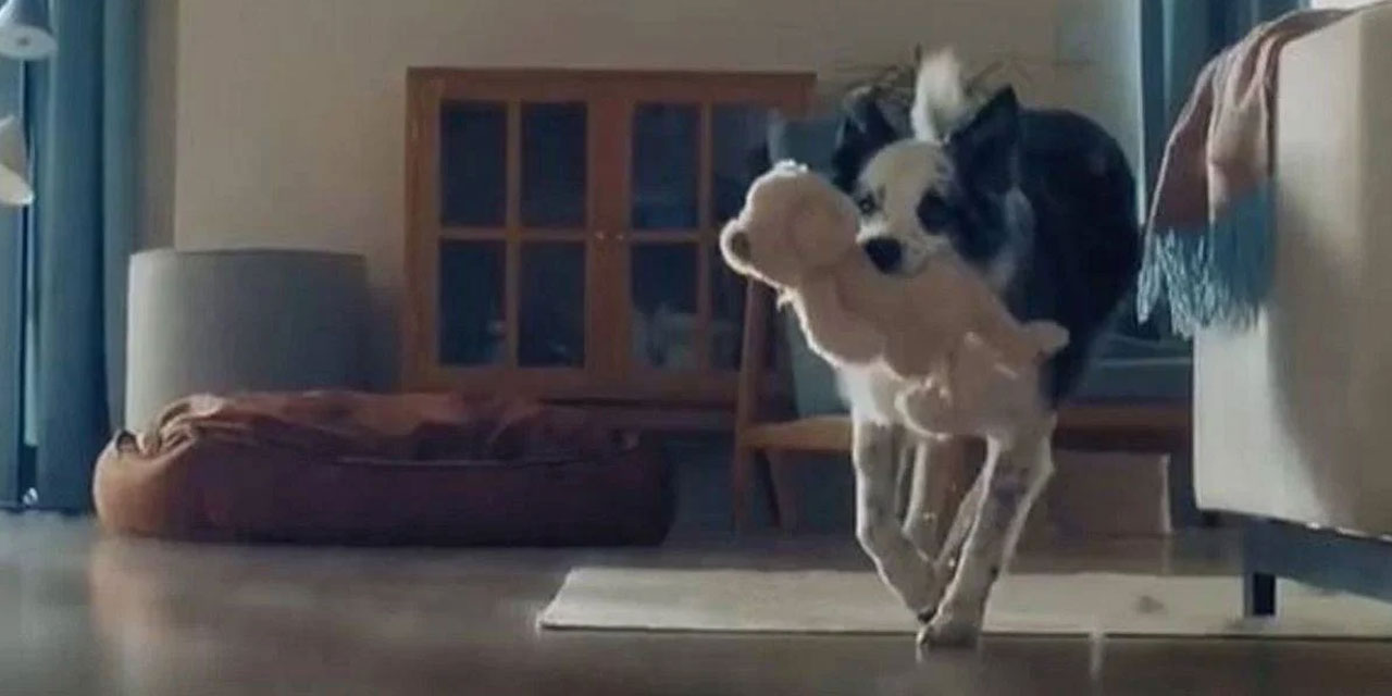 Bosch'un köpekli Anneler Günü reklamına inceleme başlatıldı