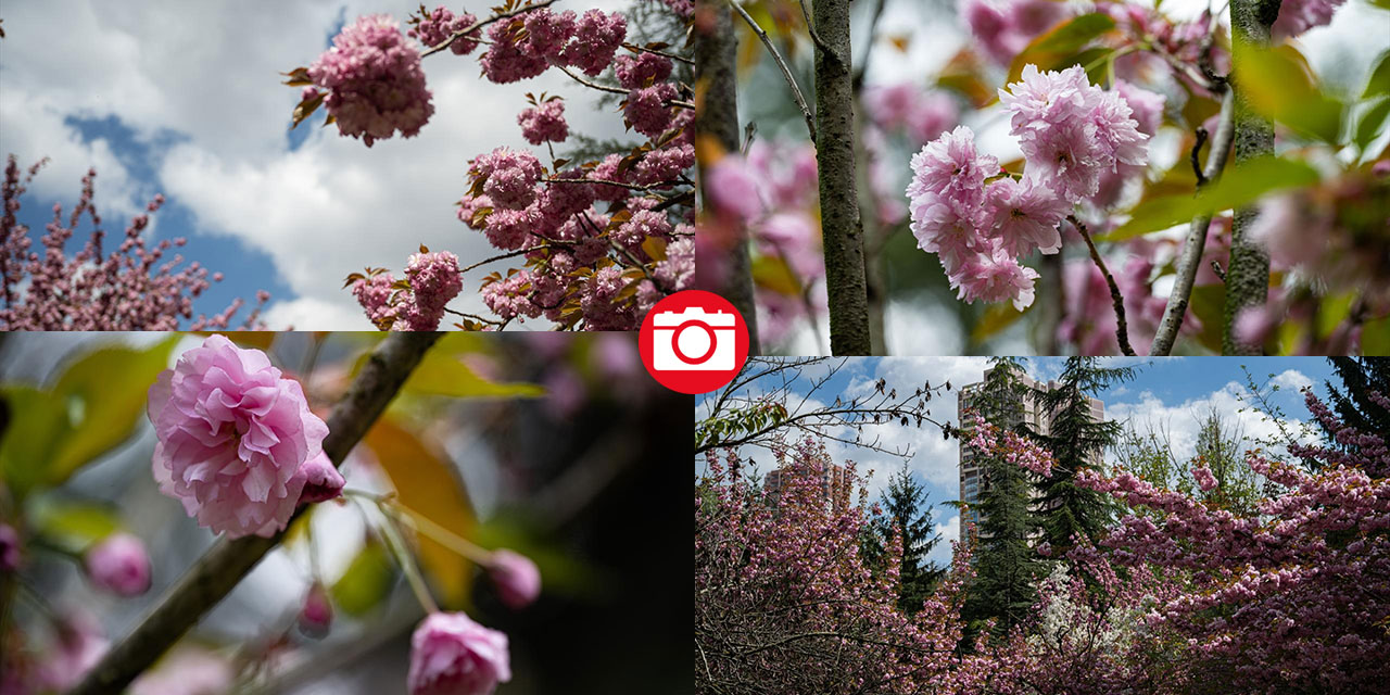 Başkent Ankara'da Sakura tefekkürü